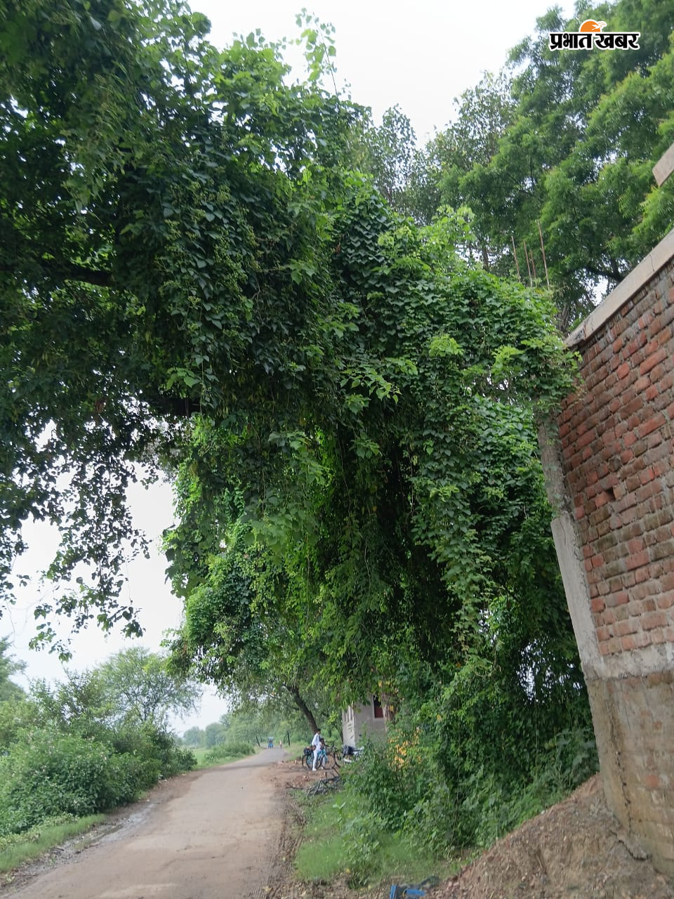      फोटो कैप्शन : गिद्धौर रेलवे स्टेशन से सेवा गांव जानेवाली बाईपास  सड़क की ओर झुका हादसे को दावत देता विशालकाय पेड़ | Prabhat Khabar Network