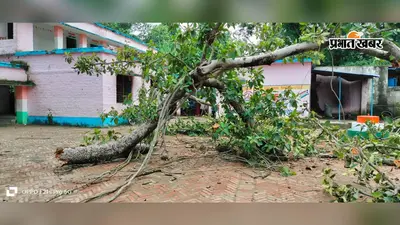 सीवान के स्कूल में अचानक गिरा बरगद का पेड़, बाल-बाल बचे बच्चे; भोजन के बाद कक्षाओं में गये थे छात्र