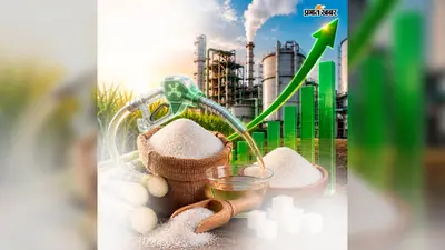 Sugar price surge : आखिर क्यों हो रही मिठास महंगी, क्या त्योहारी सीजन में कम होंगी चीनी की कीमतें !