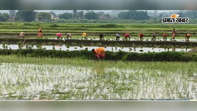 दो दिनों की लगातार बारिश से 50 फीसदी से अधिक हुई धनरोपनी, किसानों के चेहरे खिले