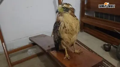 रस्सी में जकड़े ‘आसमान के राजा’ की बची जान, नेतरहाट में ग्रामीणों के कब्जे से दुर्लभ चूड़दार सर्प चील को वन विभाग ने किया रेस्क्यू