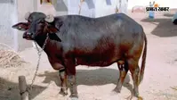 असली मालिक कौन? बिहार में पहली बार भैंस का होगा DNA टेस्ट, जानें मगध IG विकास वैभव ने क्यों दिया आदेश