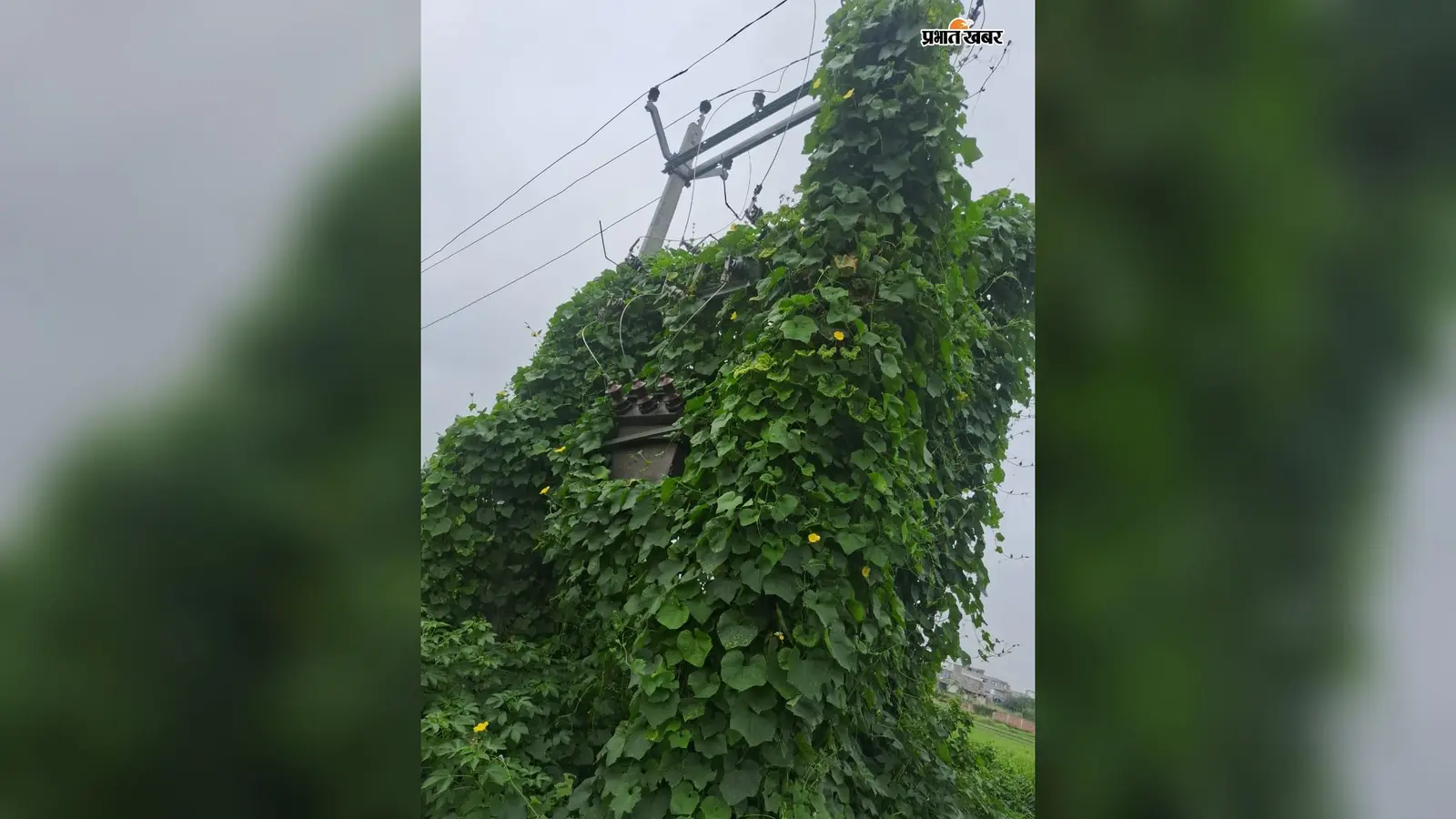 अहल्यास्थान इलाके में बार-बार कट रही बिजली, तारों तक पहुंची जंगली बेल