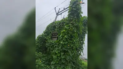 अहल्यास्थान इलाके में बार-बार कट रही बिजली, तारों तक पहुंची जंगली बेल