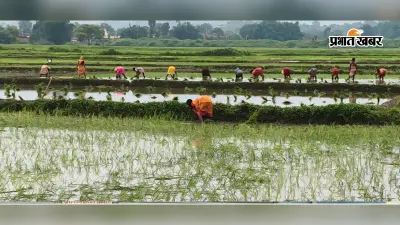 पलामू : तीन दिनों की मूसलाधार बारिश से किसानों के खिले चेहरे, धान की खेती को मिली संजीवनी