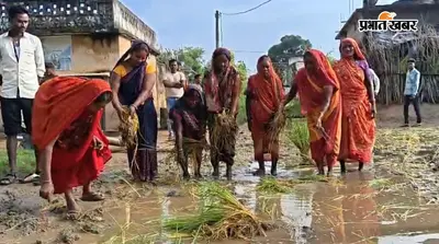 कीचड़ में तब्दील पुनर्वास स्थल की सड़क पर ग्रामीणों ने की धान की रोपाई, सेल प्रबंधन के खिलाफ प्रदर्शन