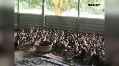 फौजी बनने का सपना टूटा तो नहीं मानी हार, 500 बत्तखों के साथ आत्मनिर्भरता की नई उड़ान भर रहे माधवपुर के रौशन