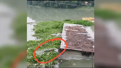 गंगा-गंडक के रास्ते मही नदी में घुसे घड़ियाल? ककरहट व पुरदिलपुर में दहशत, ग्रामीण सतर्क