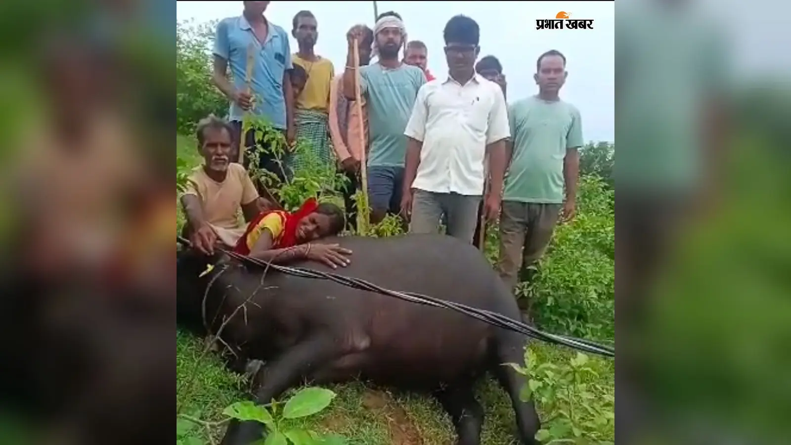 Palamu News: जमीन पर गिरे बिजली के तार की चपेट में आई गाभिन भैंस, मौके पर मौत