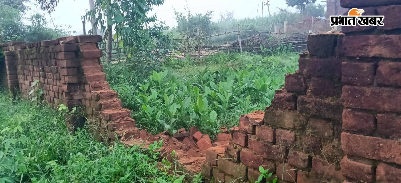 हाथियों द्वारा तोड़ा गया घर की तस्वीर हाथियों के द्वारा तोड़ी गयी चाहरदिवारी की तस्वीर | Prabhat Khabar Network