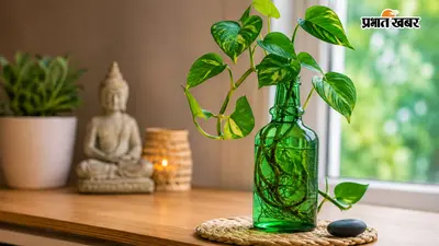 मनी प्लांट लगाते समय न करें ये गलती, बोतल से लेकर दिशा तक जानें वास्तु के जरूरी नियम