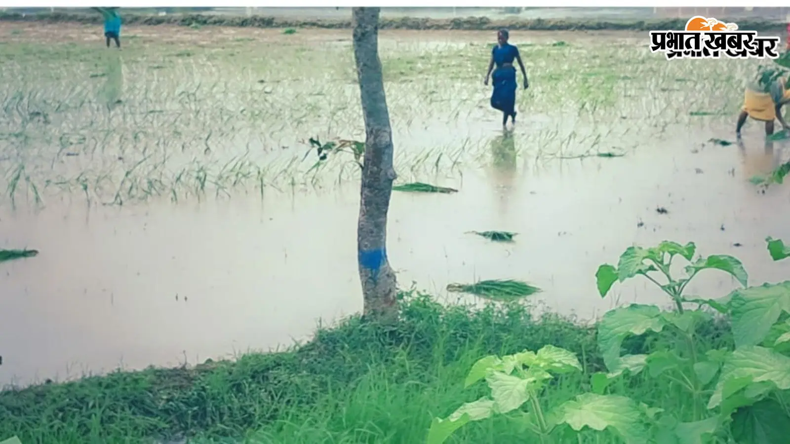 औरंगाबाद में मूसलाधार बारिश से किसानों के चेहरे खिले, धान की फसल को मिली संजीवनी
