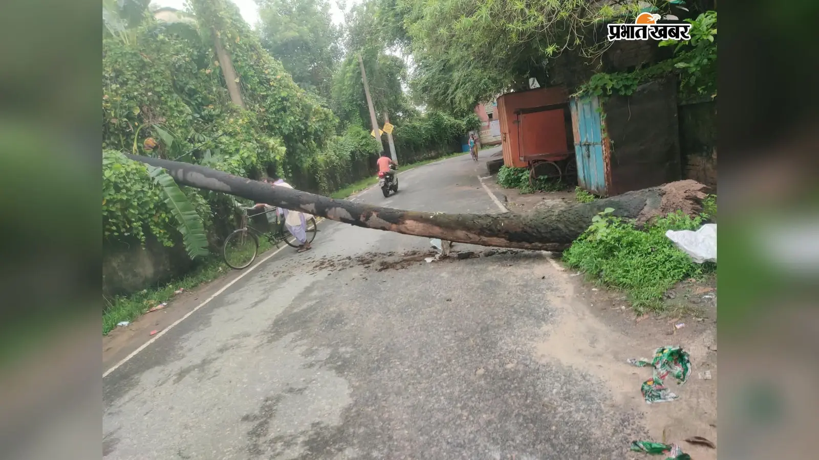 Palamu News: बारिश में छतरपुर-पांडू मुख्य पथ पर गिरा ताड़ का पेड़, कुछ देर बाधित रहा आवागमन, JCB से हटाया गया