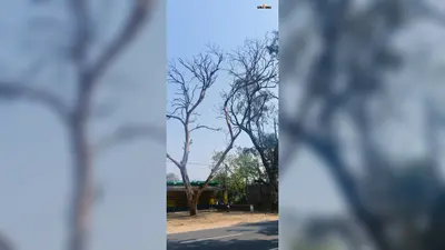 स्कूल के पास हाईवे पर ‘मौत’ बनकर खड़ा सूखा पेड़, सैकड़ों बच्चों की जिंदगी पर खतरा