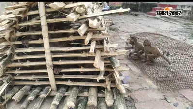 Darbhanga: नगर निगम से नहीं मिली मदद तो पार्षद ने खुद उठाया बीड़ा, एक दिन में पकड़े दो दर्जन बंदर