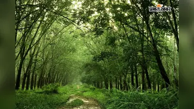 Bettiah: थारू समाज का अनोखा बरना पर्व, 48 घंटे गांव में रहता है ‘ग्रीन लॉकडाउन’