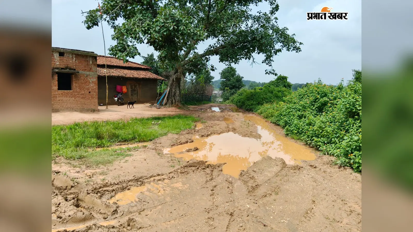 कोडेरमा : ढोढाकोला में बदहाल सड़क बनी परेशानी का कारण, बारिश में कीचड़ और जलजमाव से ग्रामीण बेहाल
