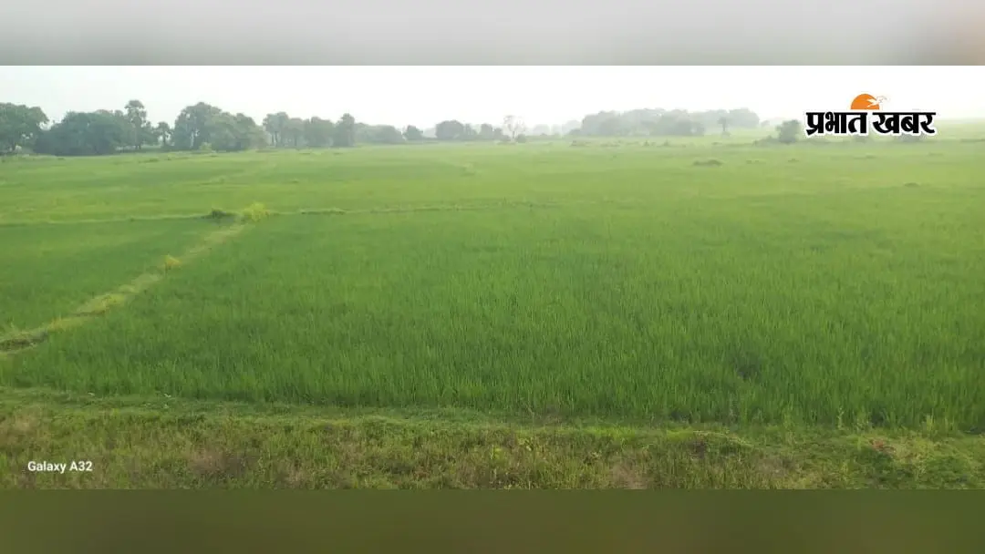 धान की रोपनी पूरी,अब बारिश ने बढ़ायी टेंशन:मेहरमा के खेतों में दरार,कर्ज में डूबे किसान