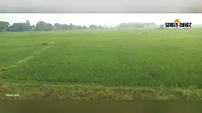 धान की रोपनी पूरी,अब बारिश ने बढ़ायी टेंशन:मेहरमा के खेतों में दरार,कर्ज में डूबे किसान