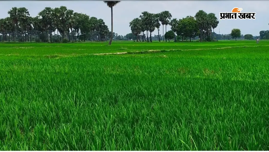 महागामा में बारिश ने छोड़ा साथ, खेतों में पड़ी दरारें; धान बचाने के लिए कर्ज लेकर डीजल फूंक रहे किसान