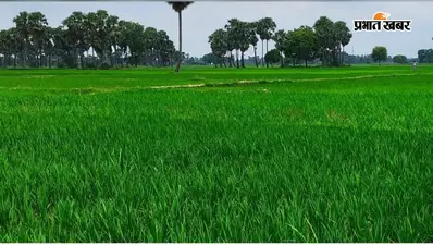 महागामा में बारिश ने छोड़ा साथ, खेतों में पड़ी दरारें; धान बचाने के लिए कर्ज लेकर डीजल फूंक रहे किसान