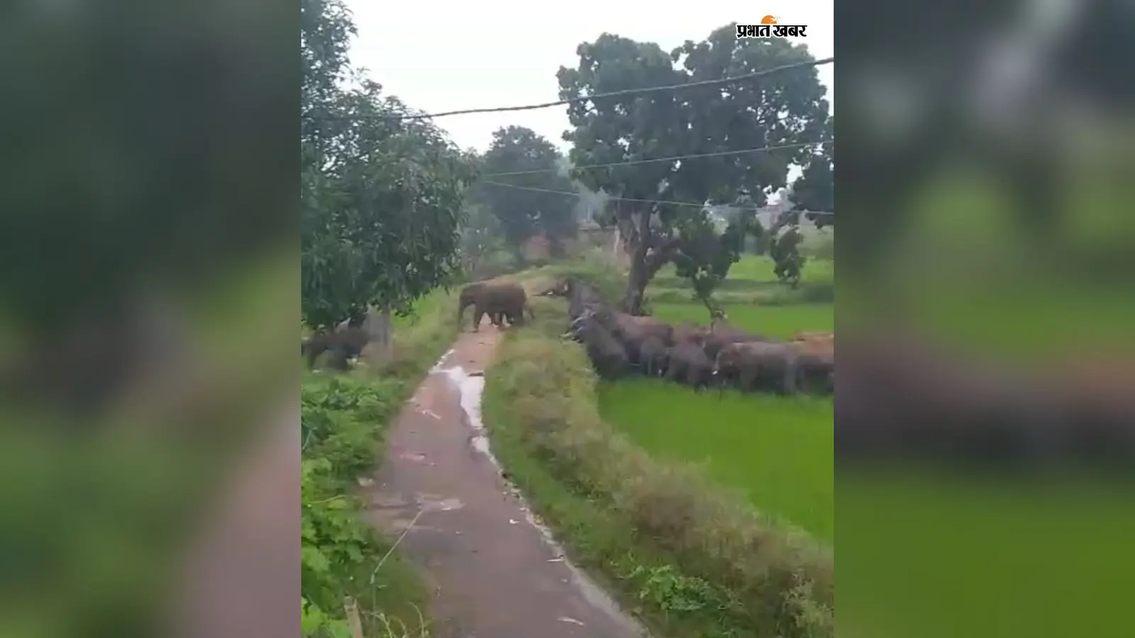 16 दिन से गांवों में घूम रहा 30-35 हाथियों का झुंड, बगोदर में वन विभाग की तैयारी पर उठे सवाल