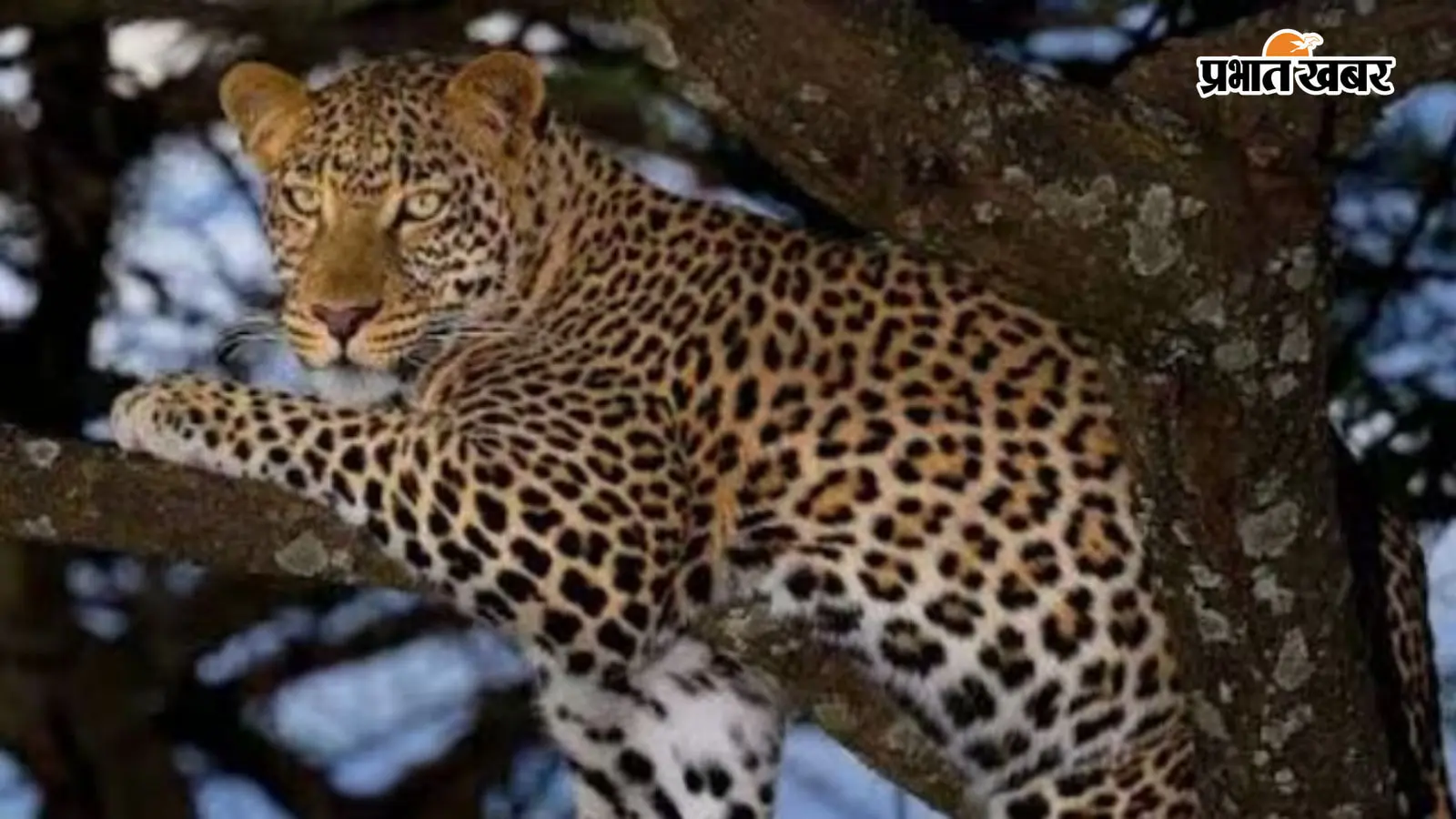 4 लोगों को मारने के बाद भी पकड़ में नहीं आया तेंदुआ, अब दिखते ही मार गिराने का आदेश!