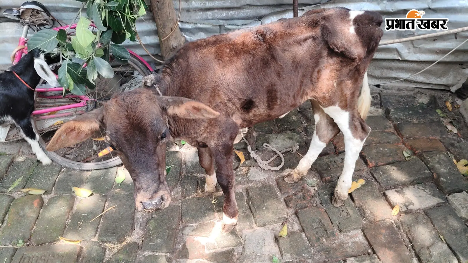 गाय की बछिया के शरीर पर दिखीं गांठें, लंपी वायरस की आहट से वाल्मीकिनगर में बढ़ी पशुपालकों की चिंता