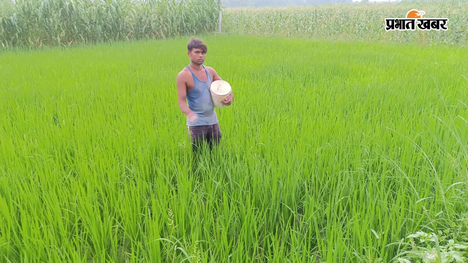 सारण के बनियापुर में बारिश से किसानों के चेहरे खिले, धान-मक्के की फसलों में लौटी हरियाली
