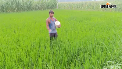 सारण के बनियापुर में बारिश से किसानों के चेहरे खिले, धान-मक्के की फसलों में लौटी हरियाली