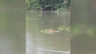 गंगा में बहता दिखा अज्ञात शव, नहीं हो सकी अब तक पहचान