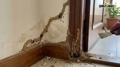 दीवार से मिट्टी झड़ने लगी है? कहीं घर में दीमक ने तो नहीं बना लिया डेरा, ऐसे करें चेक