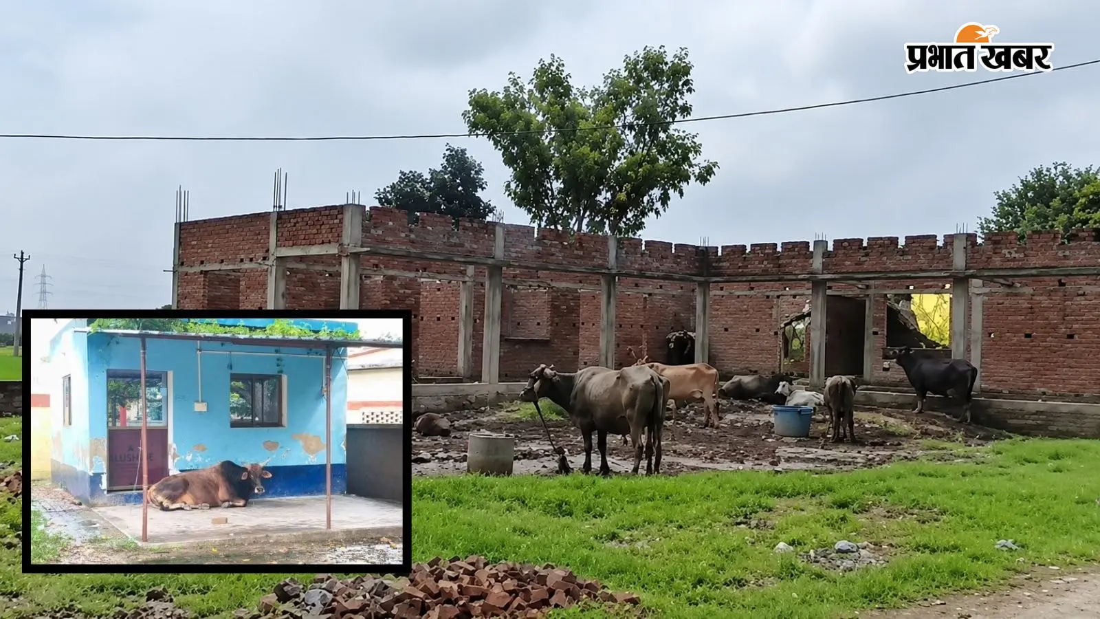 पुलिस चौकी या तबेला? जिस भवन में बैठनी थी पुलिस, वहां बंध रही गाय-भैंस, चंदौली में तीन साल बाद भी नहीं बदली तस्वीर