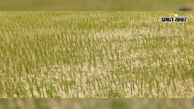 बिहारशरीफ : भादो में भी सूखी नदियां, धान के खेतों में पड़ी दरारें; बिंद के किसान सुखाड़ की आशंका से परेशान