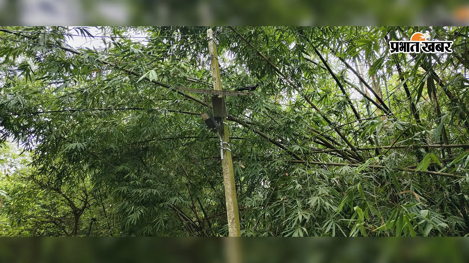 पूर्णीया के अमौर में 2 महीने से 40 सोलर स्ट्रीट लाइट बंद, शाम होते ही अंधेरे में डूब जाता है बंगरा मेहंदीपुर; ग्रामीणों में नाराजगी