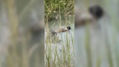 सीवान के दरौंदा में नहर में डूबने से रामेश्वर राम की मौत, शनिवार शाम से थे लापता