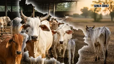 UP में गोवंश पर चौंकाने वाला आंकड़ा: 5 साल में 37.18% की कमी, योगी सरकार की गो-संरक्षण नीति पर उठे सवाल