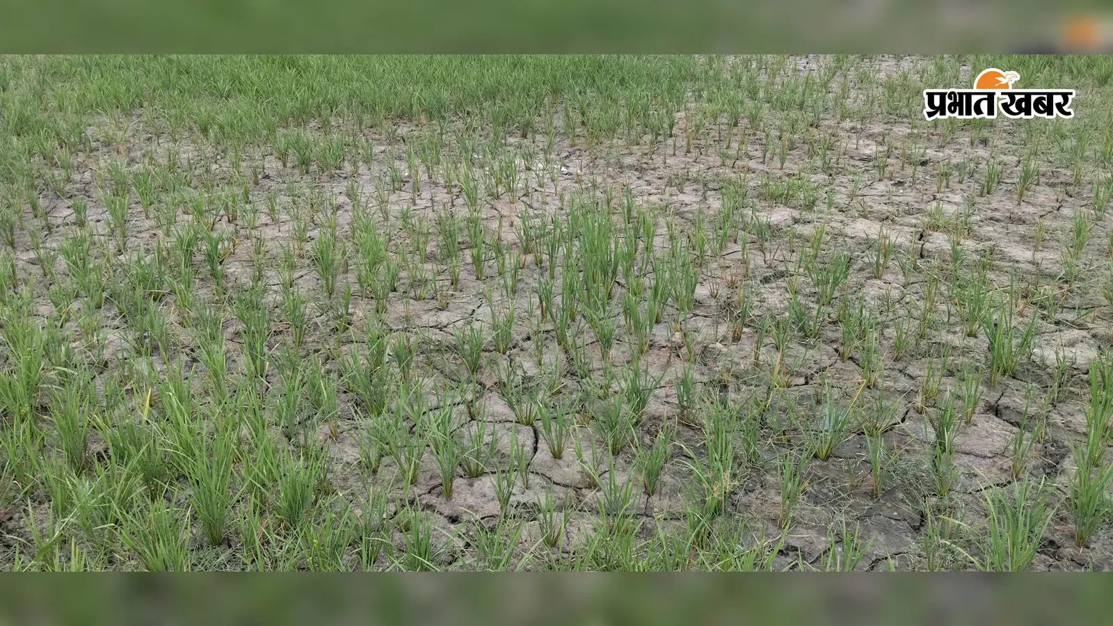 कमतौल में सूखे जैसे हालात, खेतों में दरार देख किसानों की बढ़ी चिंता