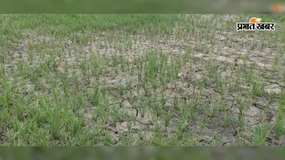 कमतौल में सूखे जैसे हालात, खेतों में दरार देख किसानों की बढ़ी चिंता