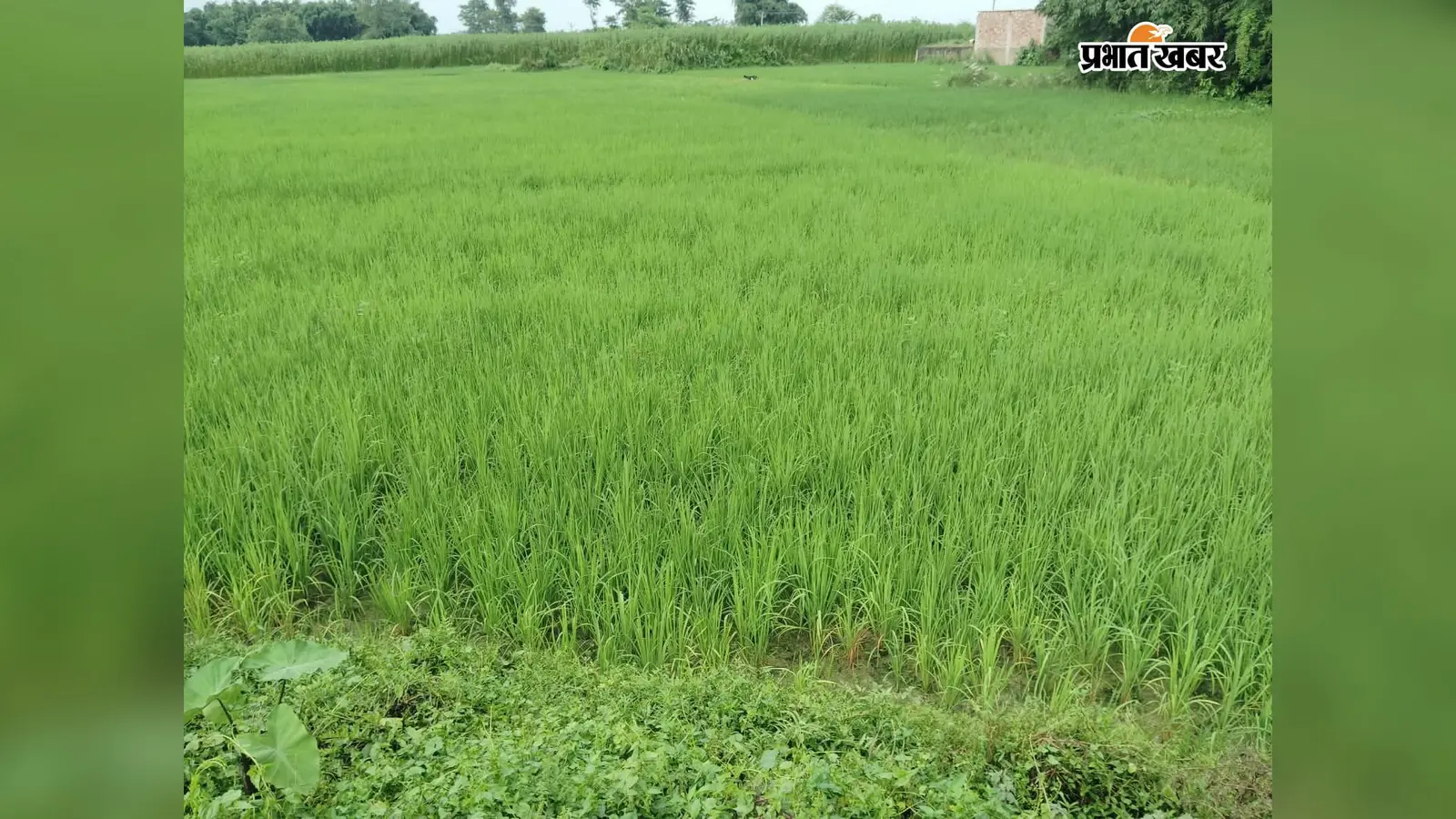 मधेपुरा के किसानों के लिए बड़ी खबर, अब घर बैठे मोबाइल से बुक होगी खाद, आज से लागू नई व्यवस्था, जानें नियम