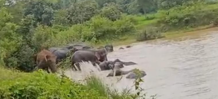 वन महोत्सव मानाने पहुंचे अधिकारियों का दल टूटे हुए घर के पास खड़ी महिला हाथियों की झुंड की तस्वीर | Prabhat Khabar Network