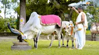 Bahula Chaturthi 2026: बहुला चतुर्थी पर क्यों जरूरी है गाय की पूजा? व्रती महिलाएं न करें ये 5 काम