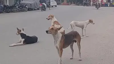 झंझारपुर: आवारा कुत्तों के फीडर बर्तन पर खर्च हुए 2.50 लाख, उपयोग नहीं होने का आरोप