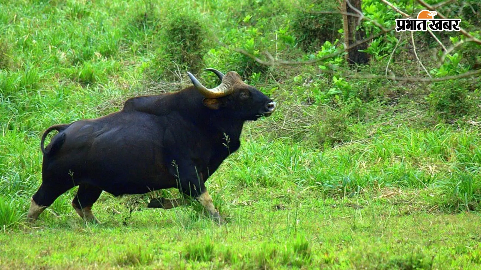 केरल: गौर के हमले में व्यक्ति की दर्दनाक मौत; सदमे में रिश्तेदार की भी हार्ट अटैक से मौत, गांव में पसरा मातम