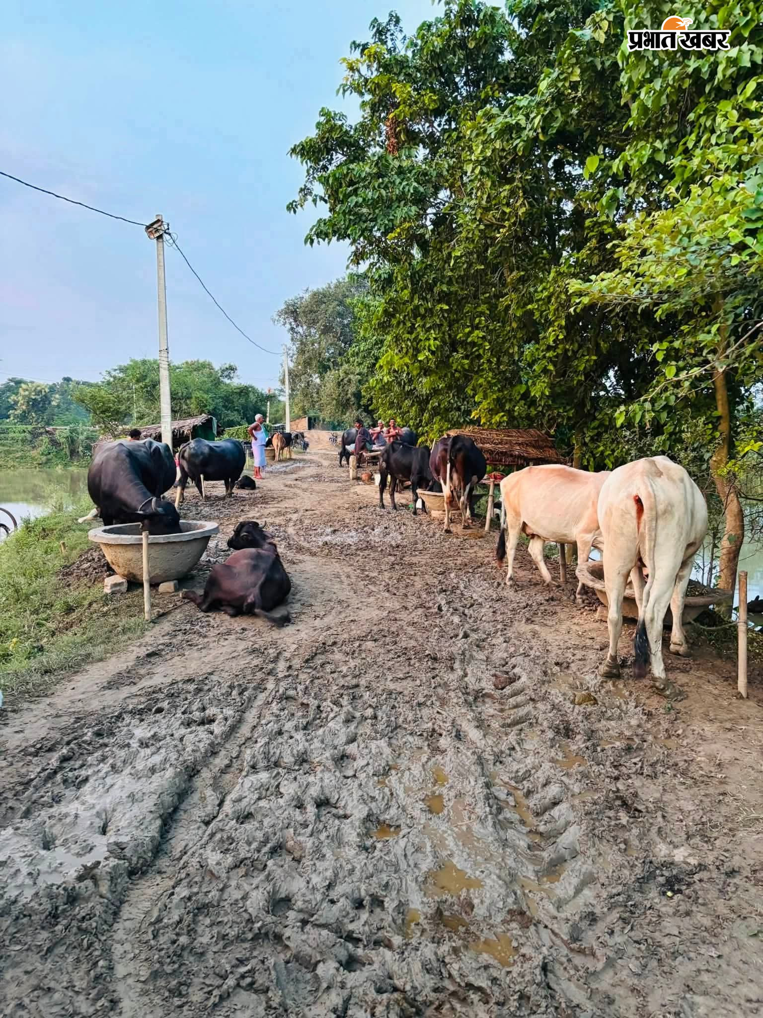 बाढ़ के पानी से घिरे घर, जीएन बांध पर पशुपालक | Prabhat Khabar Network