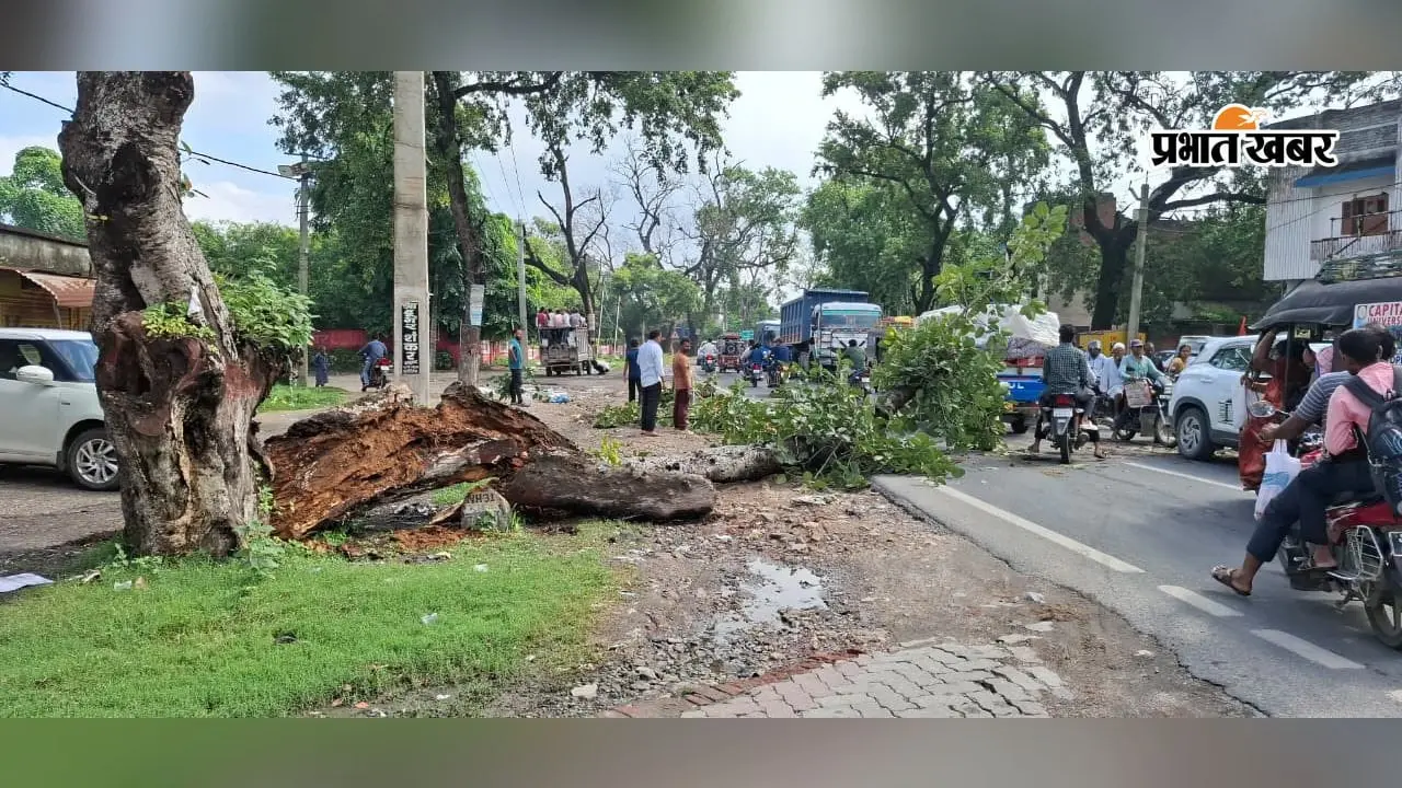 कोडरमा में बसुंधरा पेट्रोल पंप के पास बरगद का पेड़ गिरा, सड़क जाम से आवागमन प्रभावित
