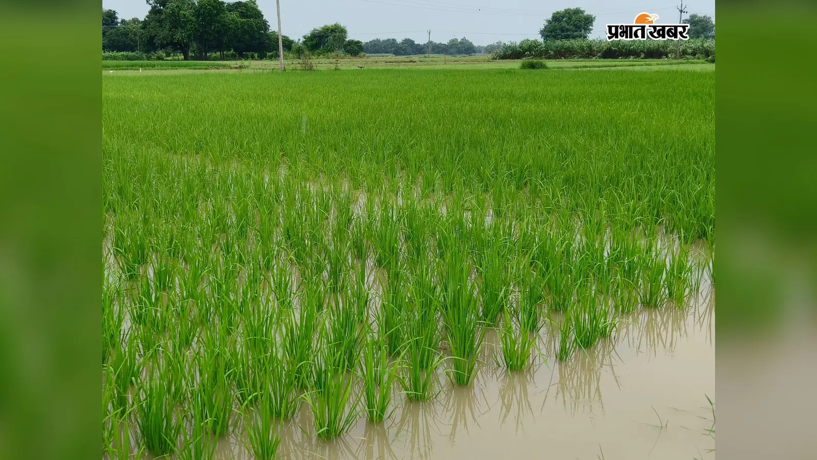 गढ़वा : अगस्त की बारिश ने धान की खेती को दी संजीवनी, रोपनी 85 फीसदी तक पहुंची