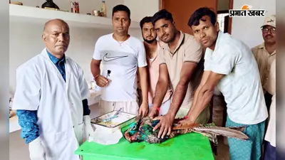 कटोरिया में राष्ट्रीय पक्षी मोर पर आवारा कुत्तों का हमला, लहूलुहान हालत में बचाया; डॉक्टरों ने लगाए टांके