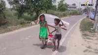 सीवान में तेज धूप से धान की फसल पर मंडराया संकट, पत्तियां सूखने लगीं, जानिए क्यों परेशान हैं किसान