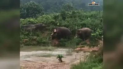 गोला के जंगल में हाथियों का डेरा, खेतों की रखवाली से भी डर रहे किसान